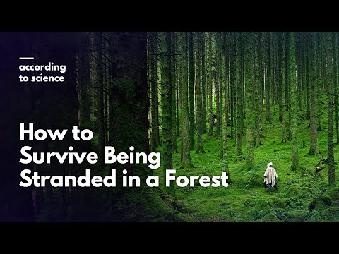 How to Survive Being Lost in the Forest, According to Science